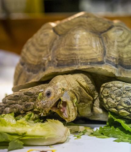 Serpent to have a good time at this expo | Entertainment ...