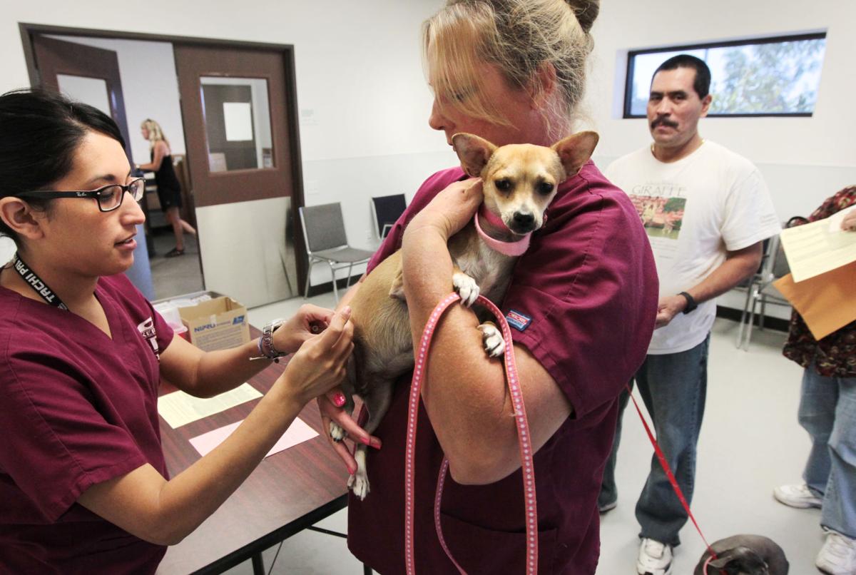 Californian analysis Spayneuter efforts saving lives at shelters