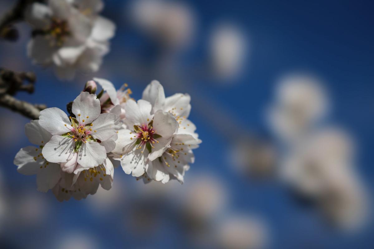Cold, wet weather has almond growers worried about this year's ...