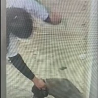 Dogs subject to alleged abuse in Kern find happy, healthy home in Texas | News Dogs subject to alleged abuse in Kern find happy, healthy home in Texas | News