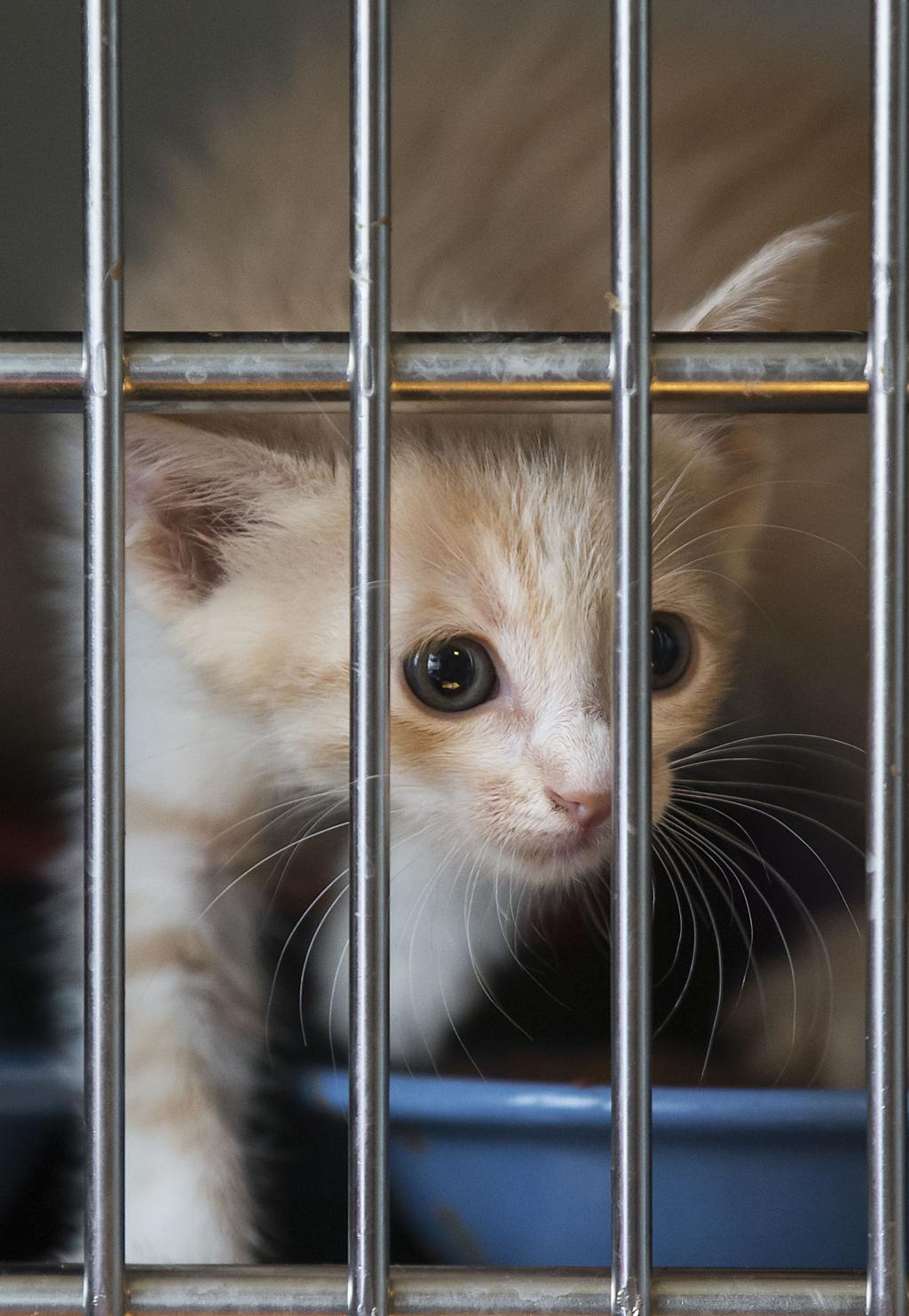 Smitten By Kittens Kcas Seeks Volunteers For New Kitten Nursery