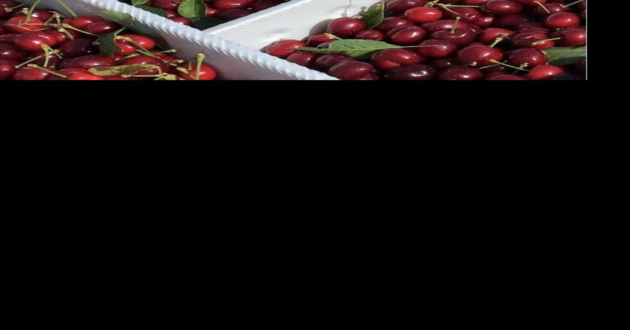 Enjoy your pick of cherries at Murray Family Farms' Little Purple Barn Entertainment