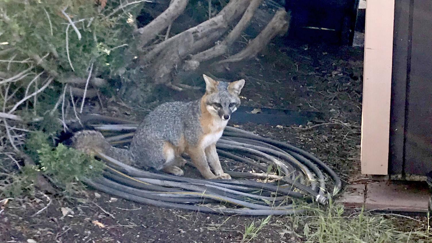 Pen in Hand: Gray Foxes: litters of babies are now making an appearance | |  