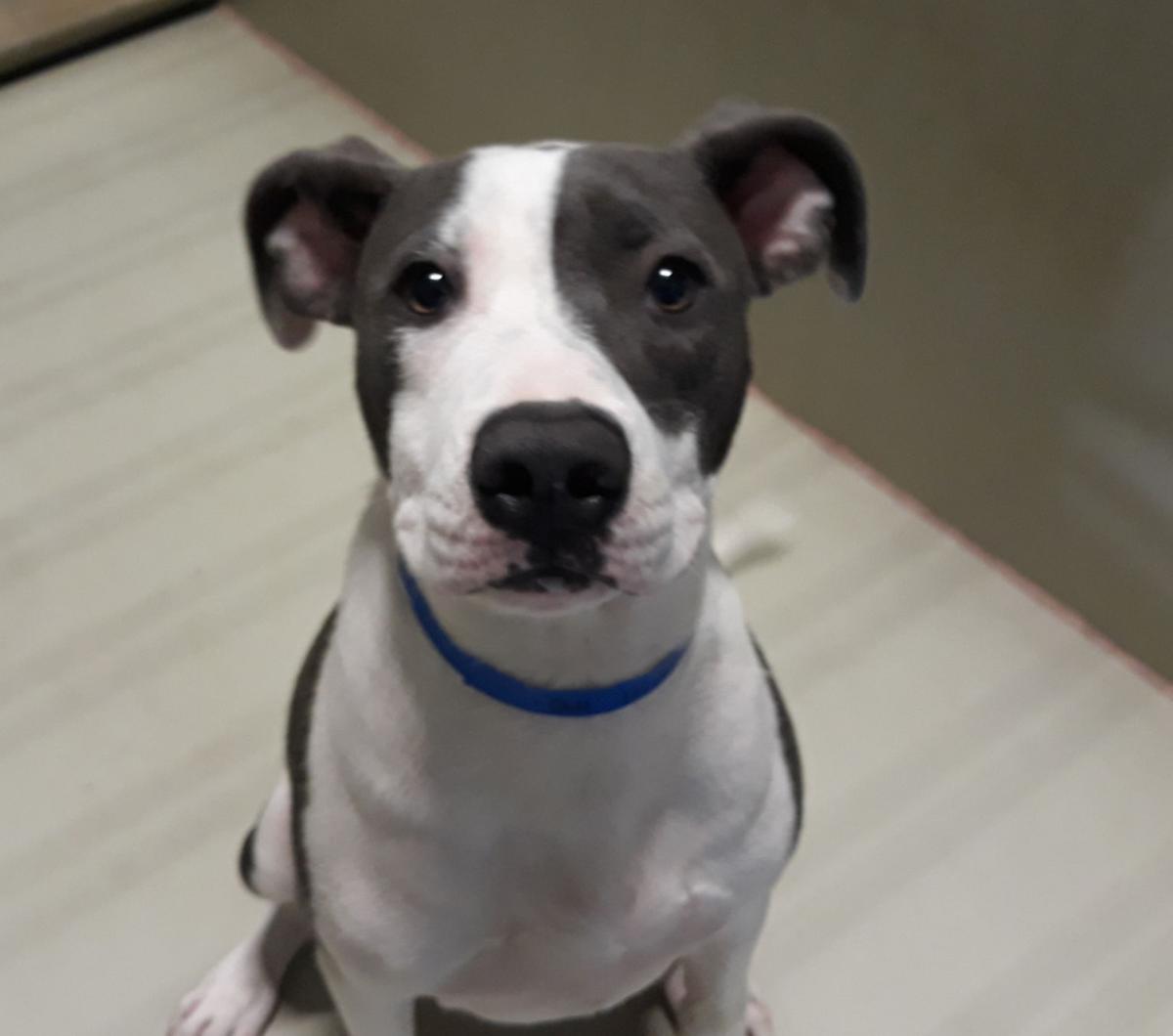 Dog Adoption Homes Near Me