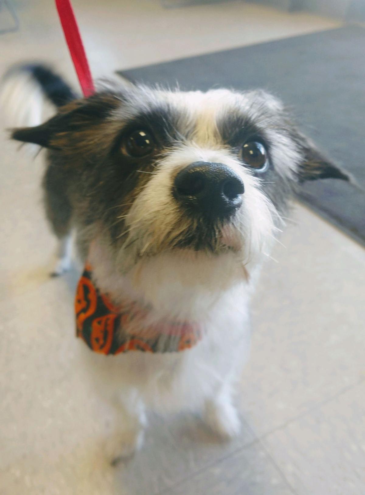 Take me home! Dogs available for adoption Entertainment