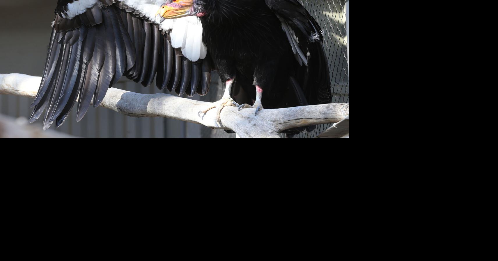 Wind projects' 'take permit' will fund condor breeding, wildlife ...