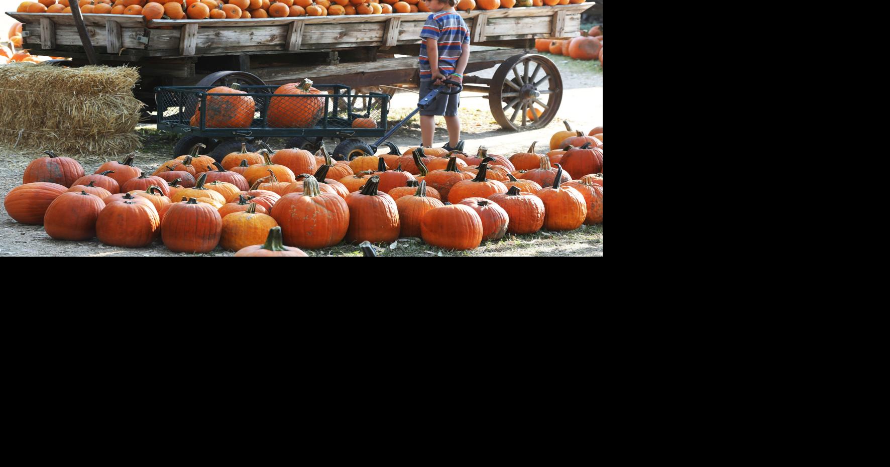 PHOTO GALLERY Pumpkin shopping at Banducci's Family Pumpkin Patch