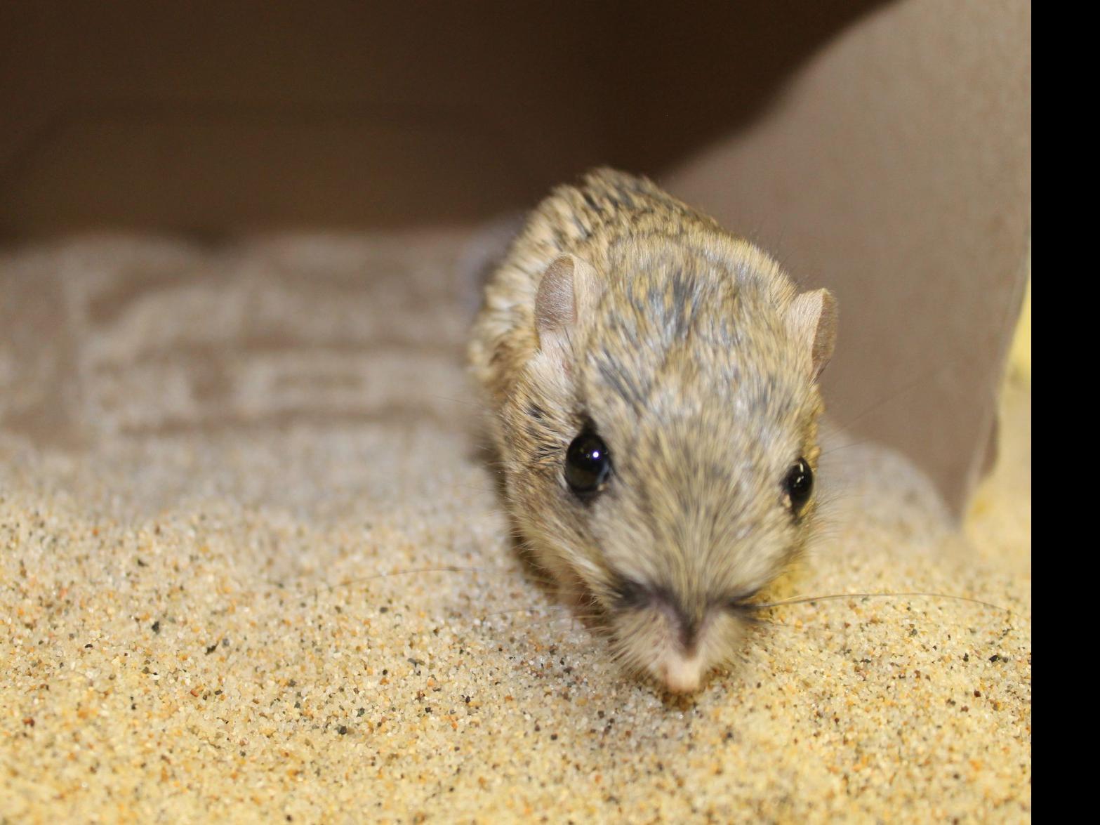 Texas kangaroo rat species is closer to being named an endangered