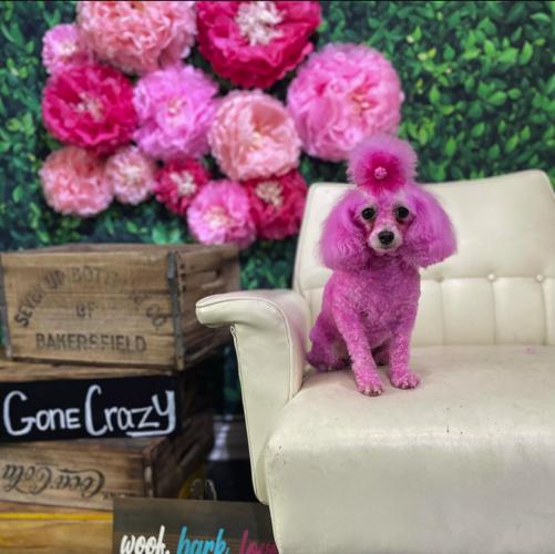 Vanity fur Pet grooming is a special treat Bakersfield Life