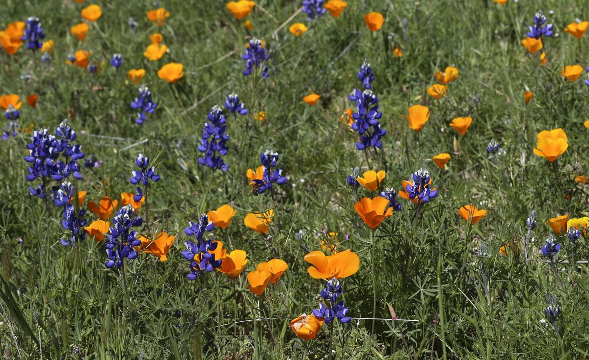 PHOTO GALLERY Wildflower Bloom Begins In the Hills East Of Arvin And