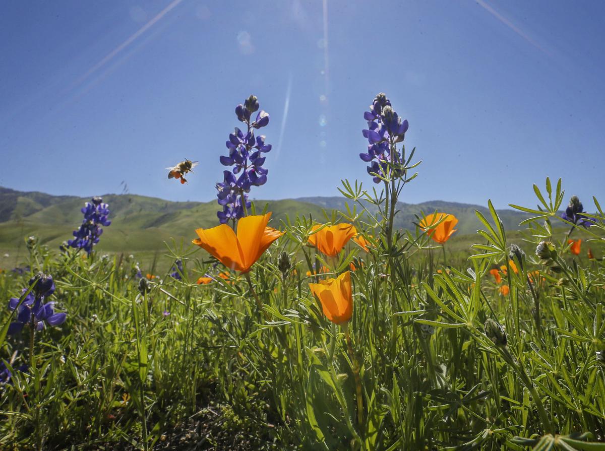 PHOTO GALLERY Wildflower Bloom Begins In the Hills East Of Arvin And
