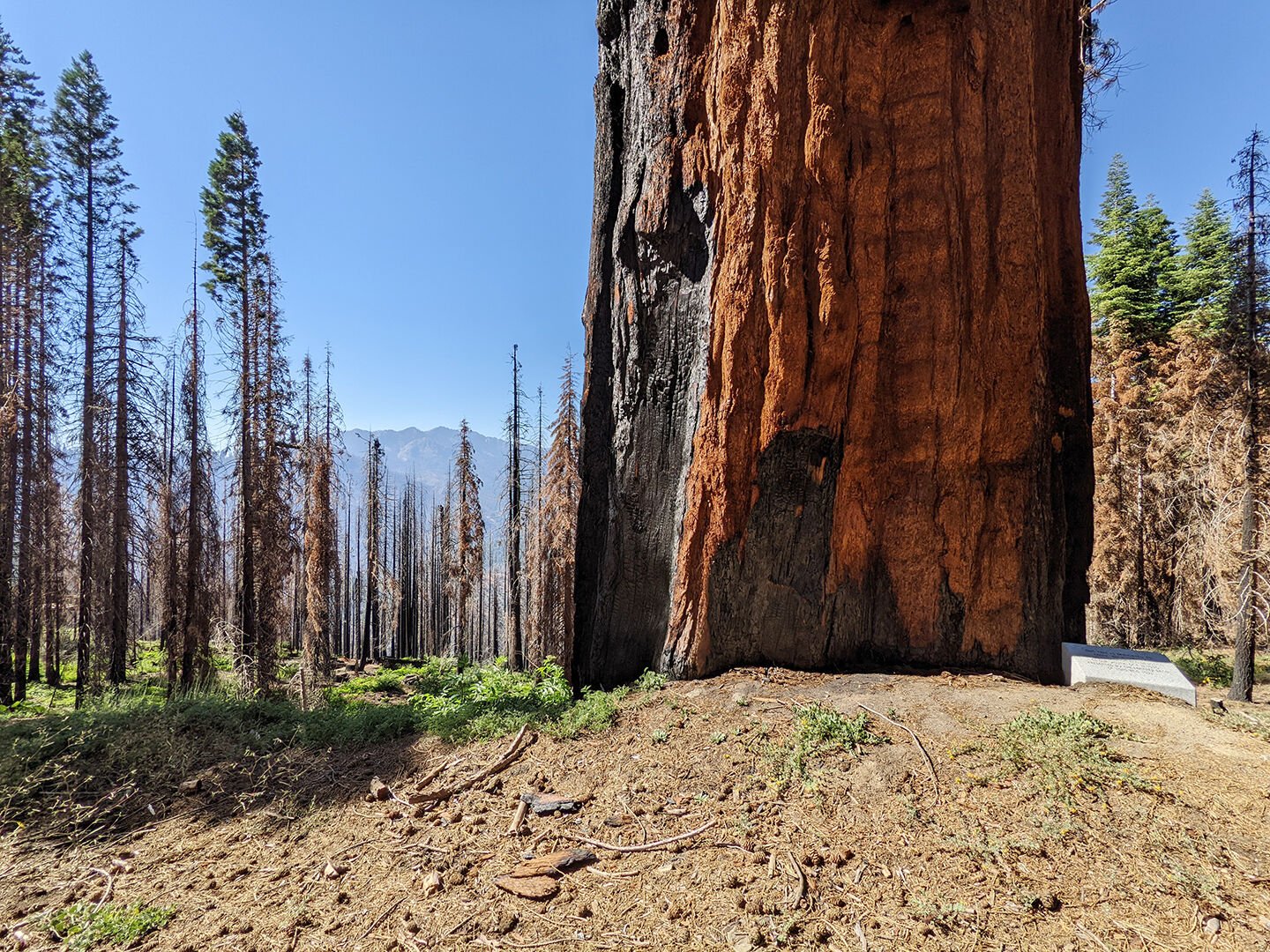 Castle Fire of 2020 continues to impact giant sequoia trees and