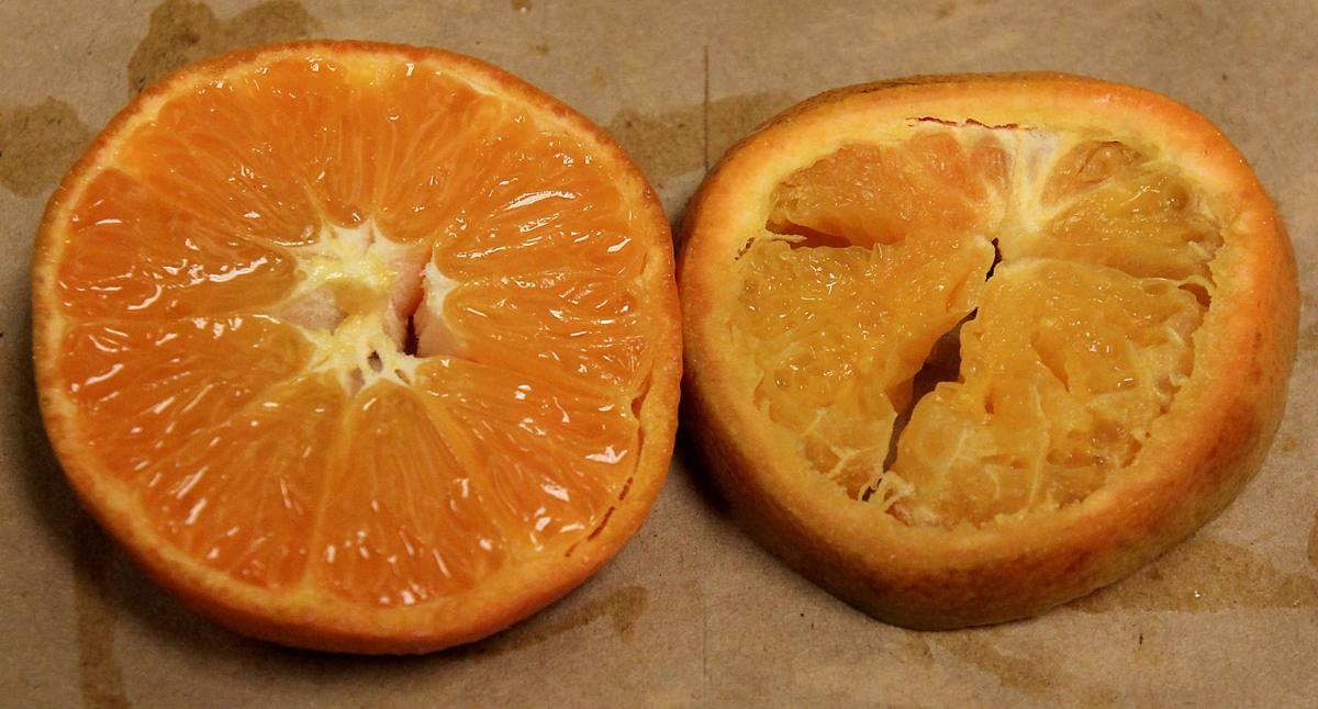 Citrus freeze may be uniquely damaging Archives