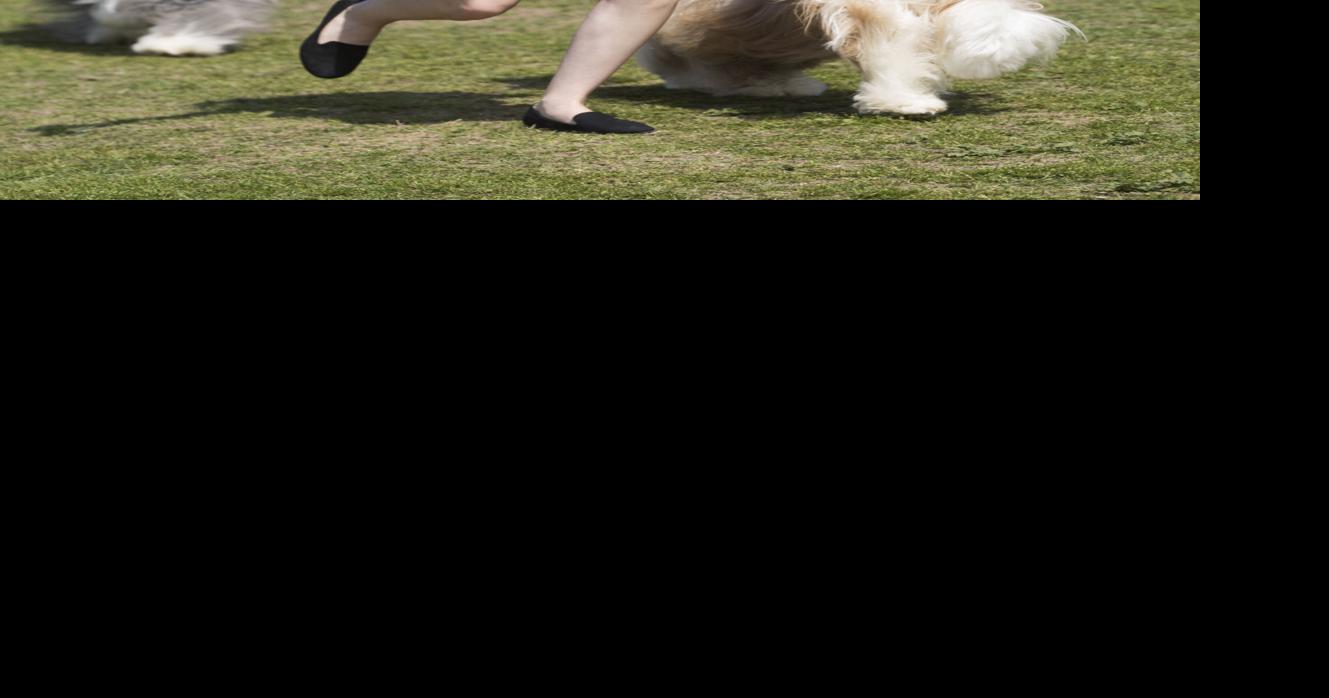 Fairgrounds host Kern County Kennel Club dog show News