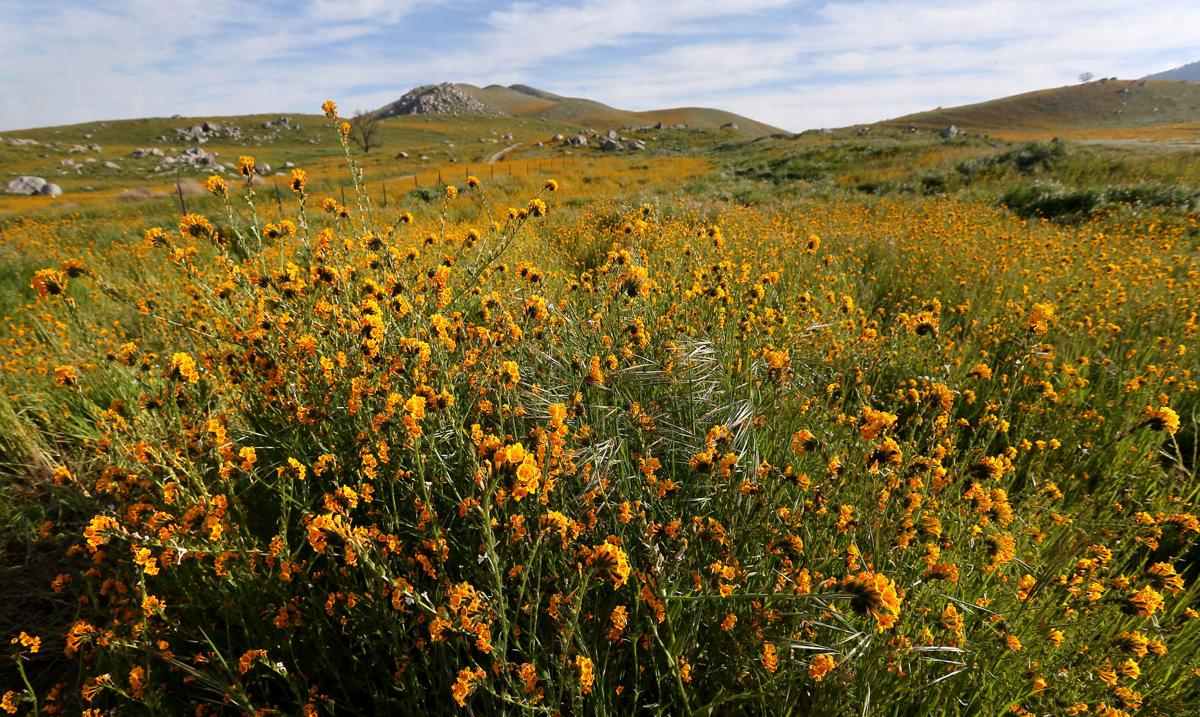 Wildflowers in Bloom Around Kern County. Photo Gallery