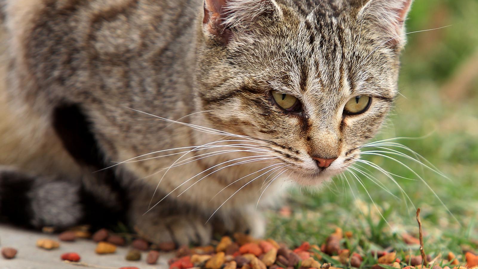 Why You Shouldn T Just Feed Feral Cats One Green Planet