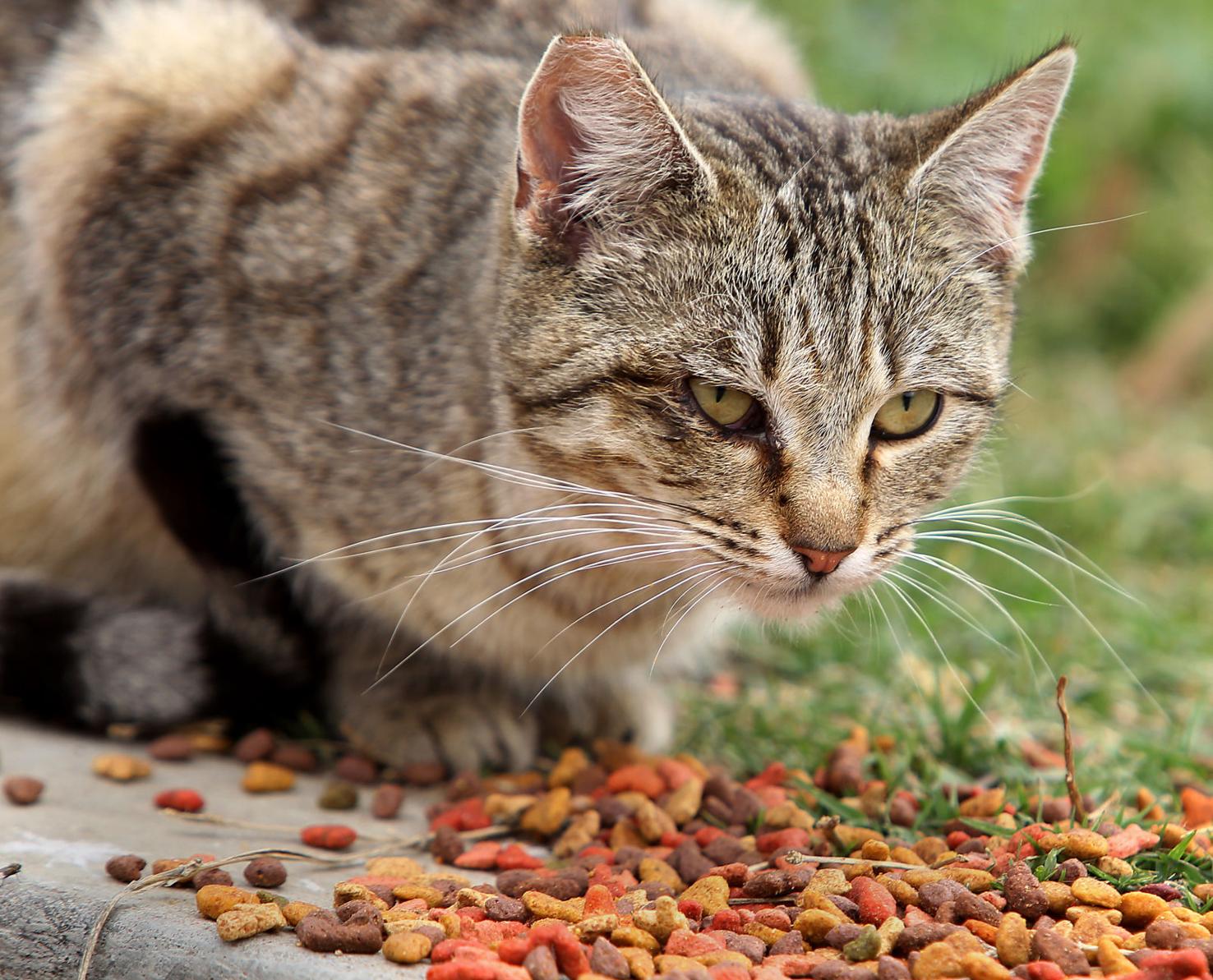 Ask The Californian Is it illegal to feed feral cats? News