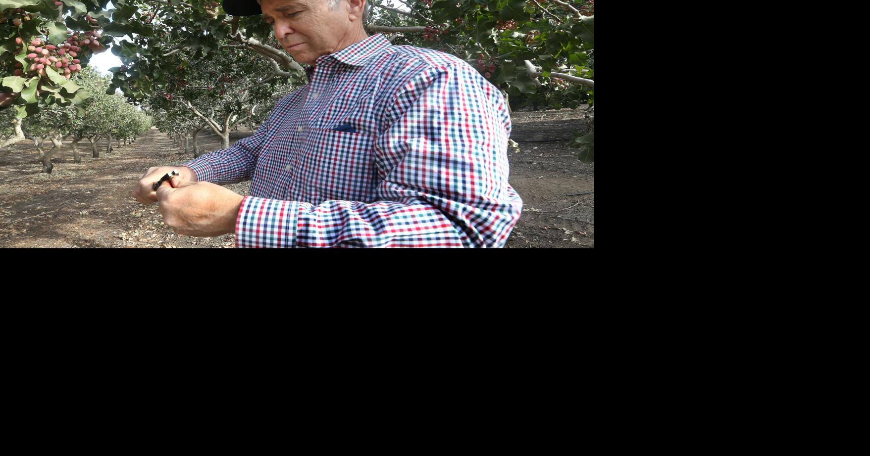 Bountiful pistachios, fewer almonds shape price outlook for Kern nut