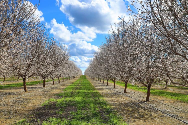 Rain, cool weather bring down California almond production The Delano