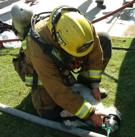Firefighters Save Dog With Help From Girl Scouts Firefighters Save Dog With Help From Girl Scouts