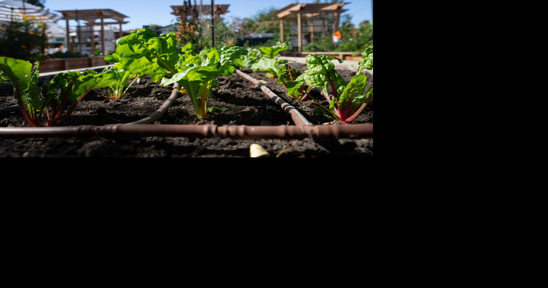 East Bakersfield Community Gardens celebrates first of several