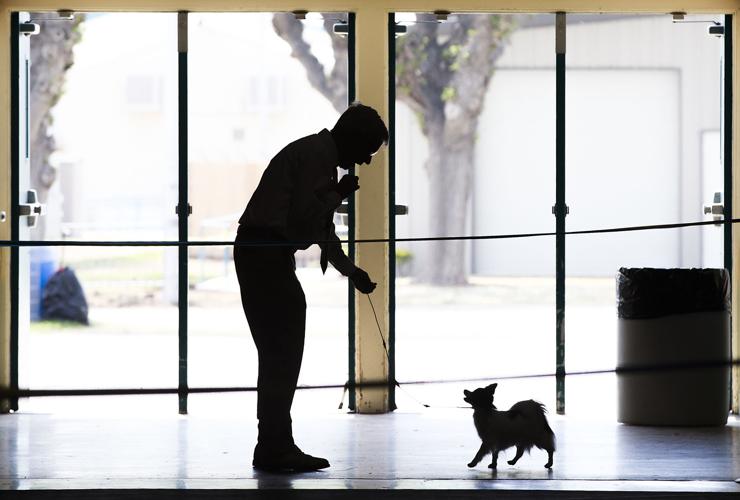 Fairgrounds host Kern County Kennel Club dog show The Delano Record