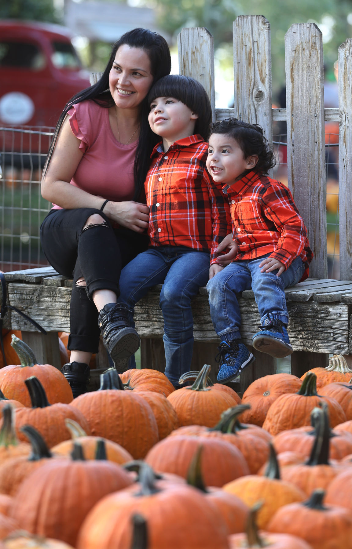 PHOTO GALLERY Pumpkin shopping at Banducci's Family Pumpkin Patch