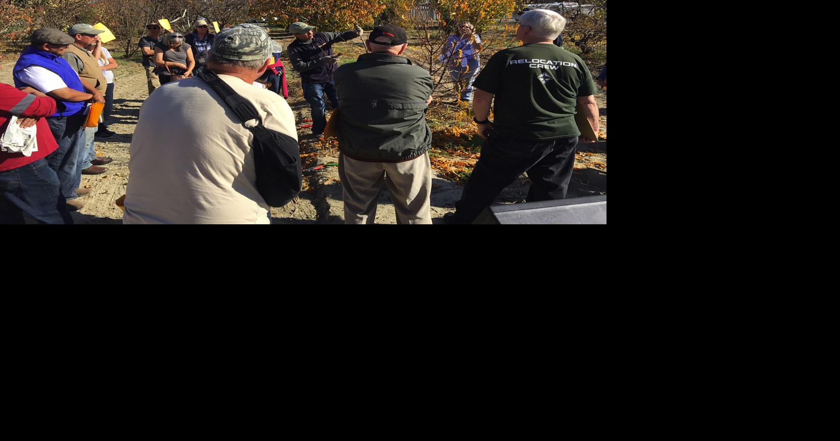 Learn how to prune fruit trees with free demos Entertainment