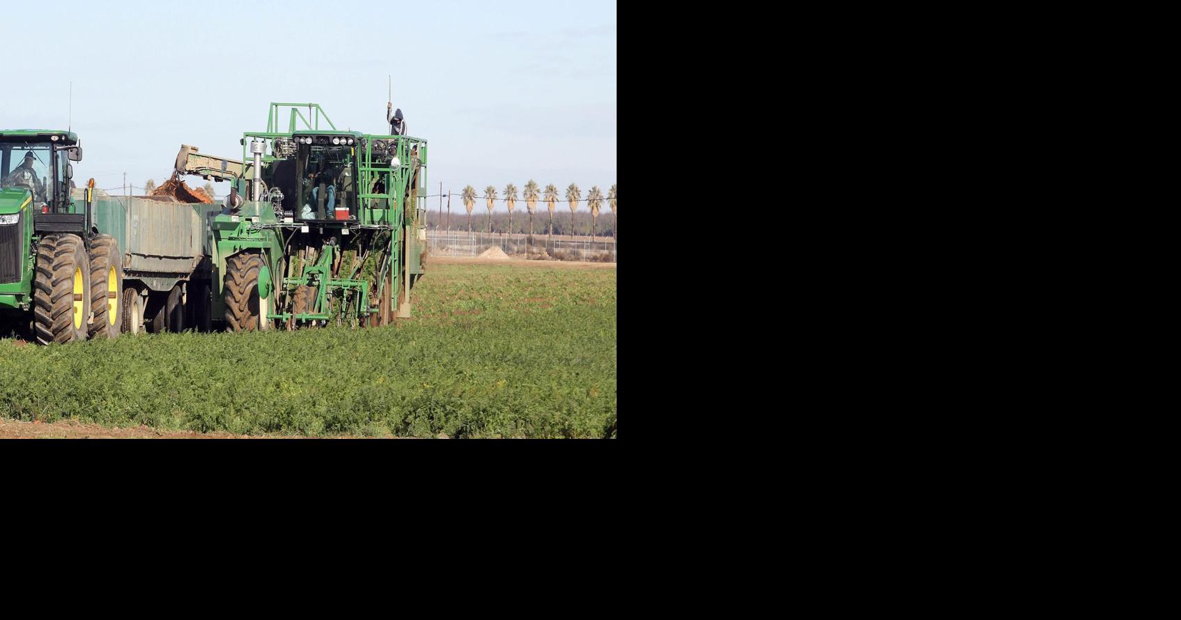 Grimmway Farms to lay off 384 employees News