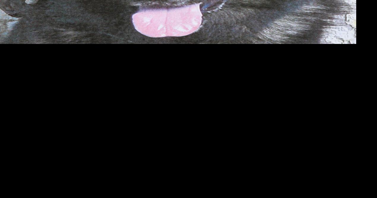 Fragmented bullet remains in K-9 following April shooting | Archives ...
