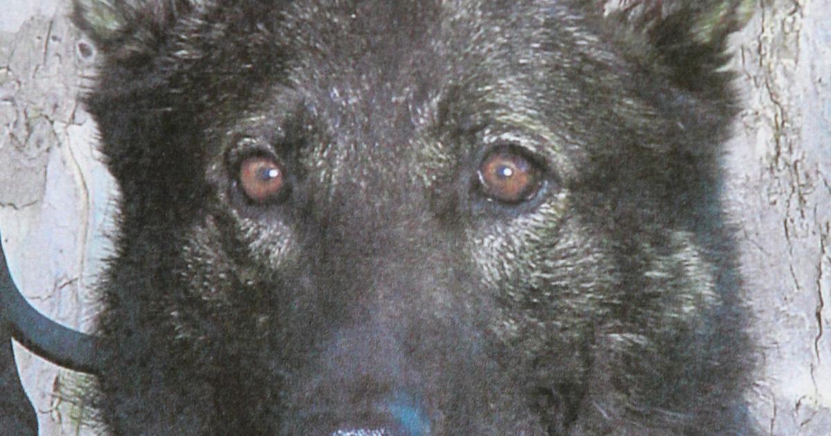 Fragmented bullet remains in K-9 following April shooting | Archives ...