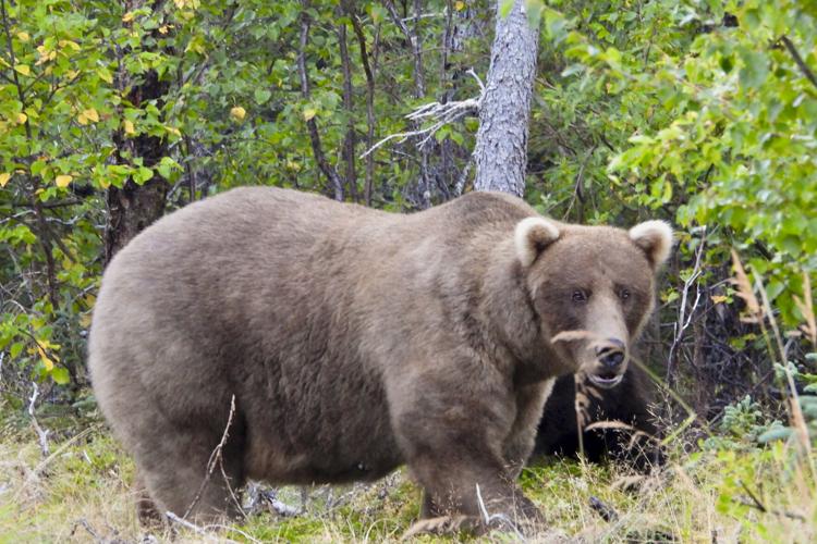 Alaska’s Fat Bear Contest winner finishes ahead of the bear that killed