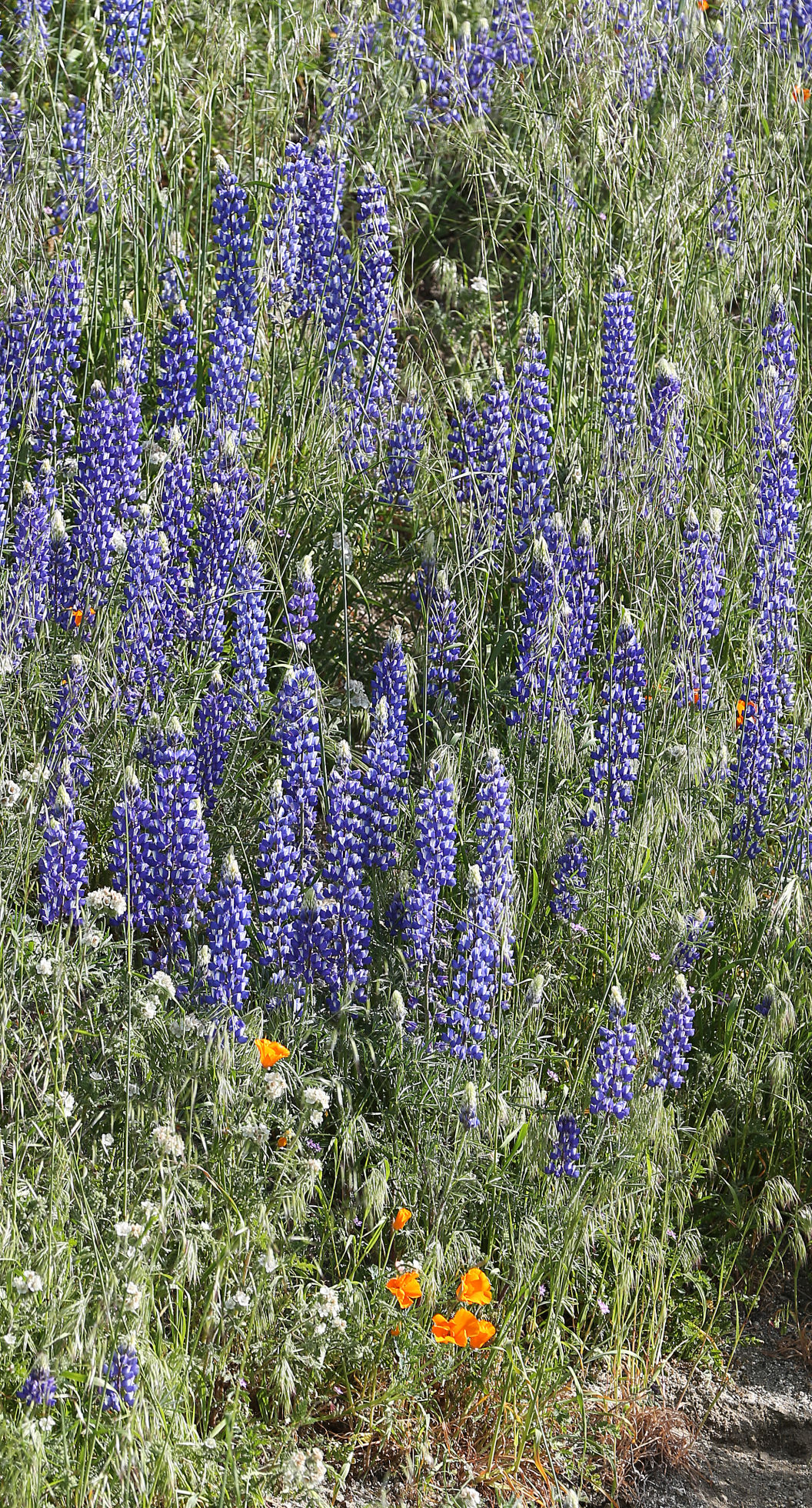 Wildflowers in Bloom Around Kern County. Photo Gallery