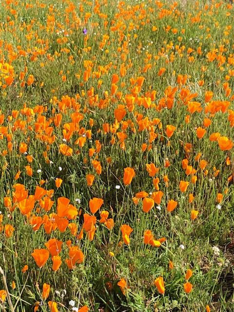 THROUGH YOUR LENS: Local Wildflowers | Photo Galleries | bakersfield.com