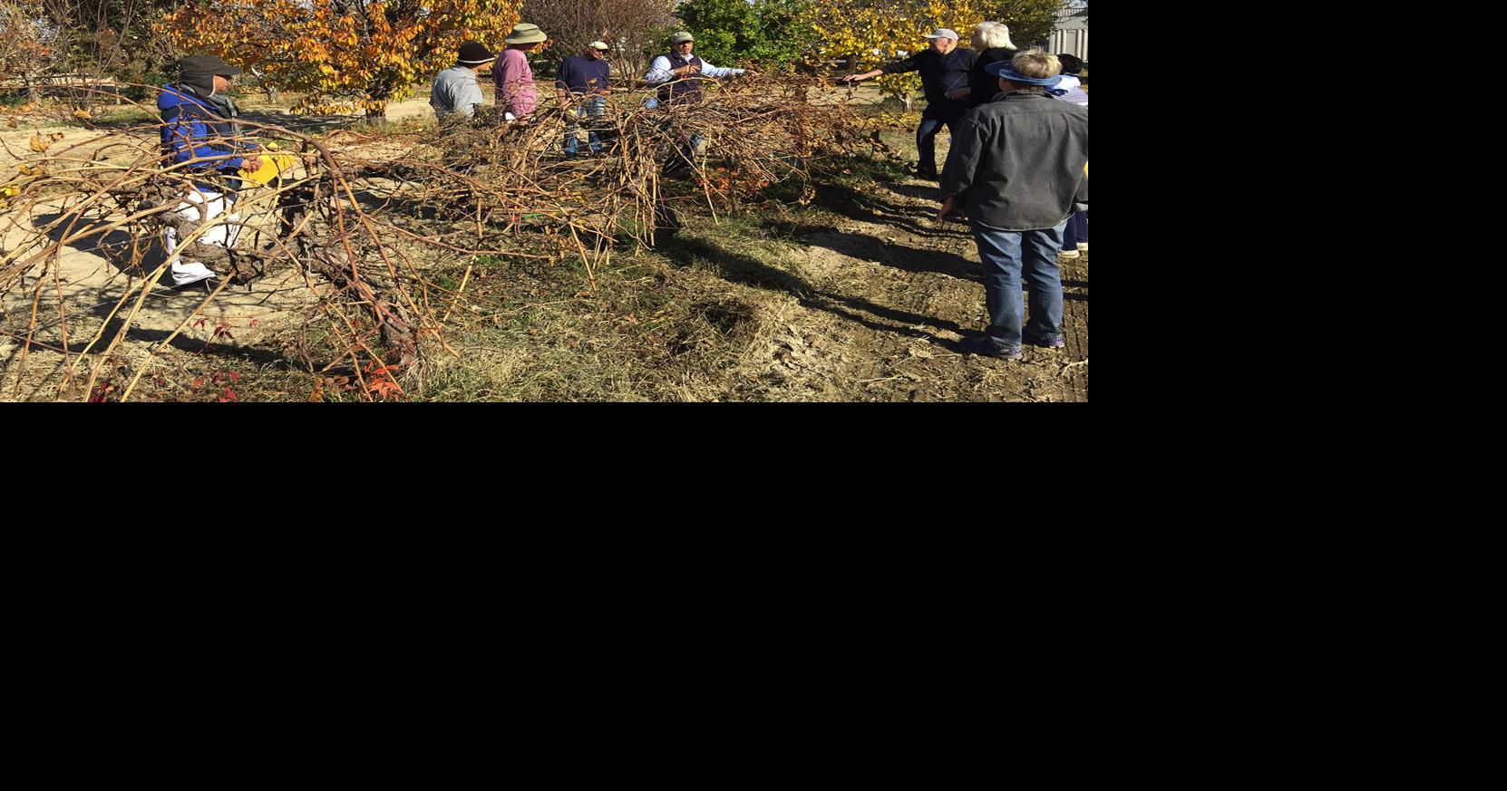 Enjoy free lesson in pruning fruit trees Entertainment
