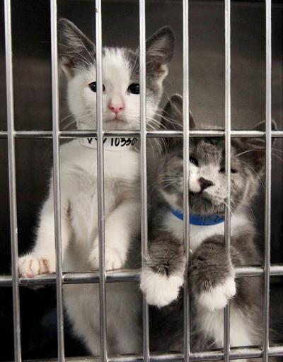 Kern County Animal Services To Host Volunteer Open House