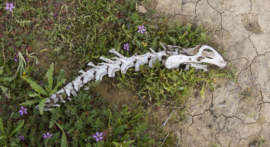 County hopes to sell Lost Hills Airport for 4.3 million The Delano Record