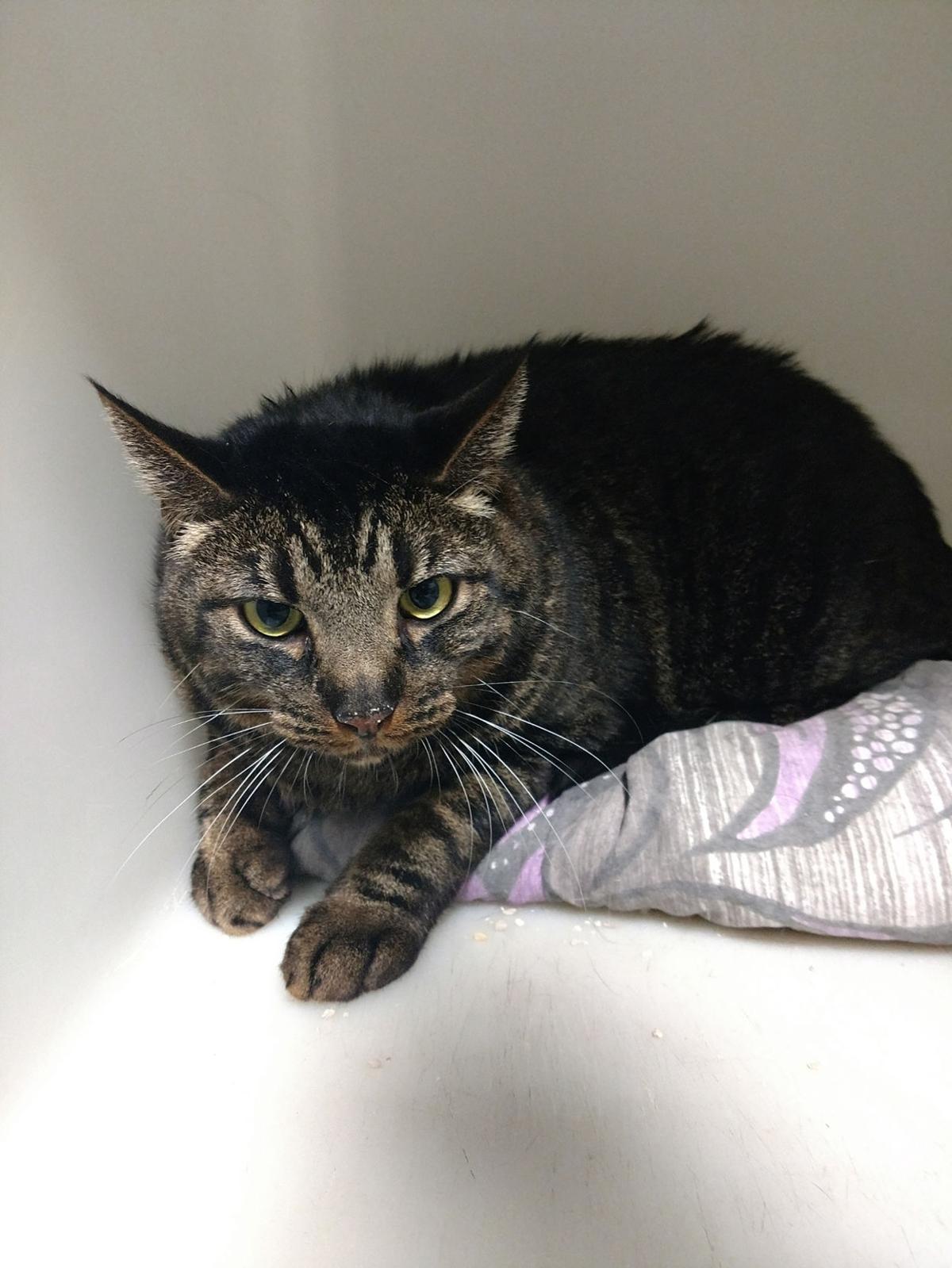 Take Me Home Cats Available For Adoption Entertainment
