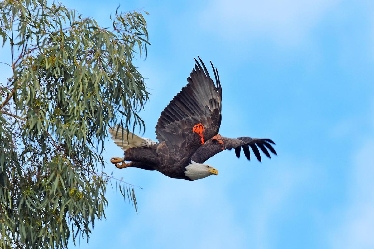 THROUGH YOUR LENS Majestic birds in Kern County Photo Galleries
