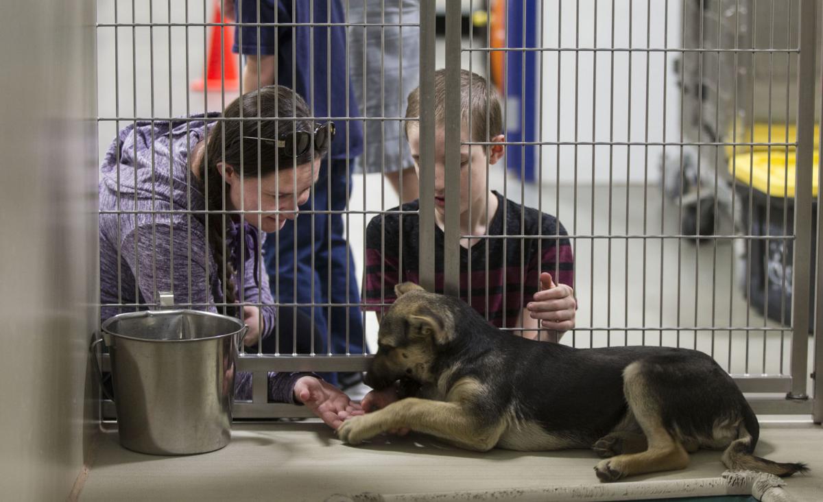 County Euthanasia Rates Have Fallen Dramatically Since 2010 News Bakersfield Com Just 23 dogs and 16 cats were adopted. county euthanasia rates have fallen