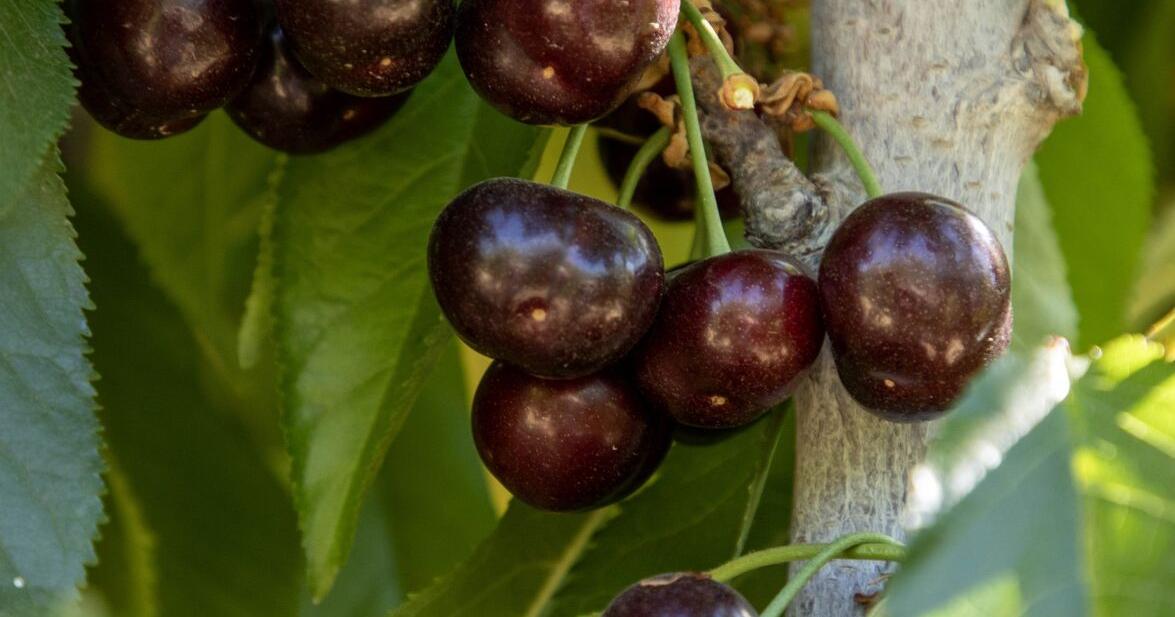County files for cherry crop disaster designation
