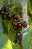 County files for cherry crop disaster designation