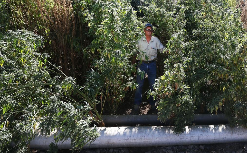 Lawsuit That really could be weed growing near Arvin The Delano