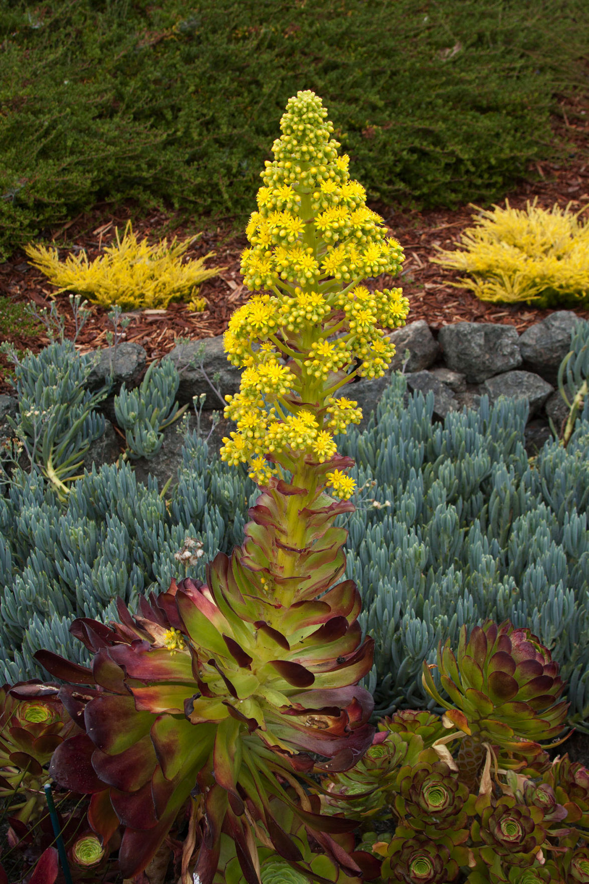 RICHARD SHIELL In dry climate, these plants make sense