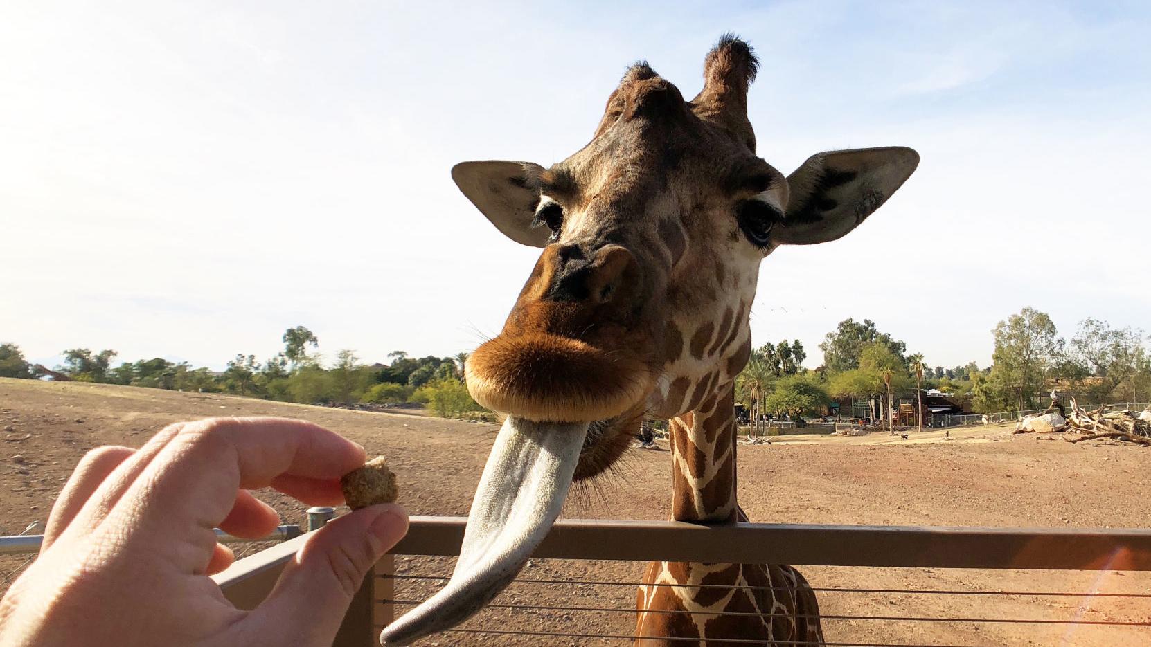 Phoenix Zoo puts animals past and present on display | Bakersfield Life |  