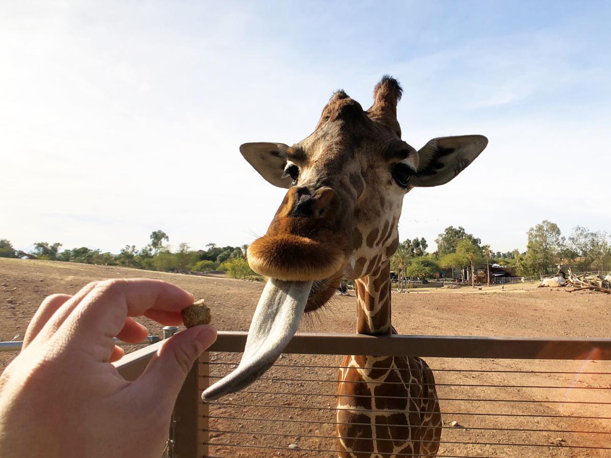 Phoenix Zoo puts animals past and present on display | Bakersfield Life