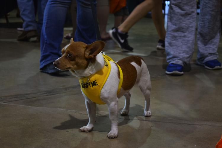 Dogs' day out: Mega Adoption Event to offer adoptable animals, pet  activities, more | Entertainment 