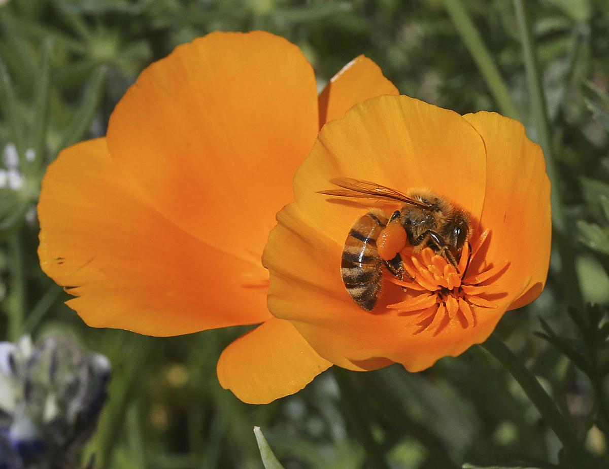 PHOTO GALLERY Wildflower Bloom Begins In the Hills East Of Arvin And