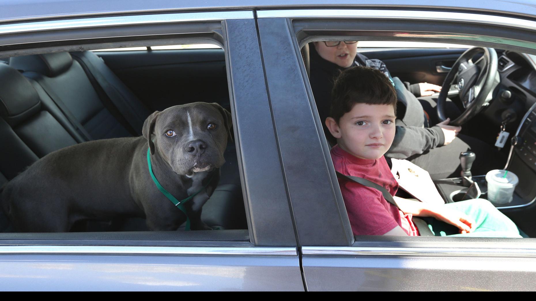 County Animal Shelter Floored By Response To Foster Drive Thru