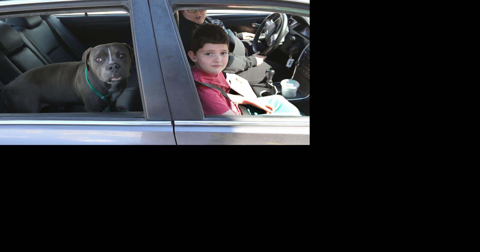 County animal shelter 'floored' by response to foster drivethru News